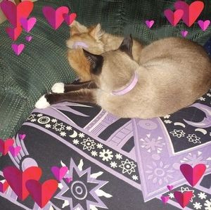 Meet your Posher, Joeline